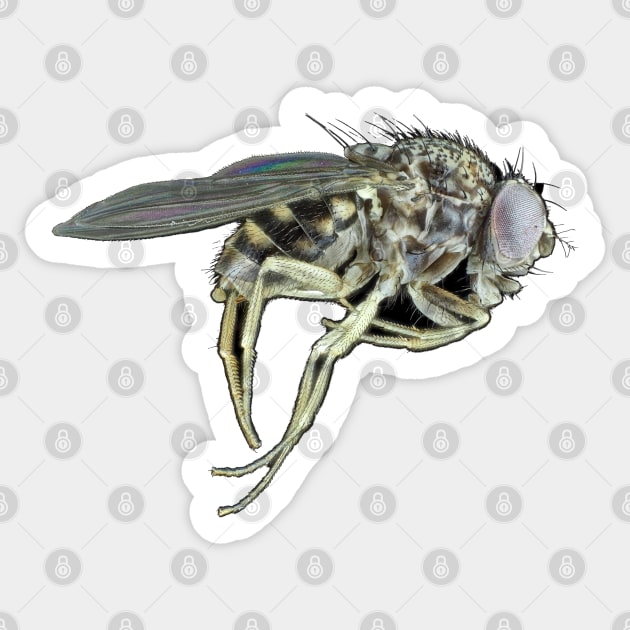 Tiny fly Sticker by SDym Photography